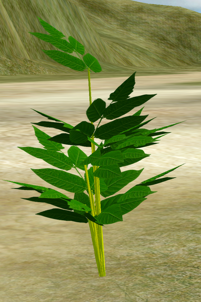 File:Herbs Soapwort.png
