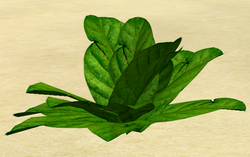 Herbs Spinach.png