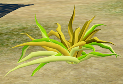 Herbs Whitebelly.png
