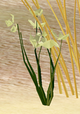 Thumbnail for version as of 12:41, 7 March 2019