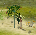 Kotukutuku Sapling.png