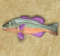 Perch.png