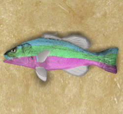 Rainbow Cod