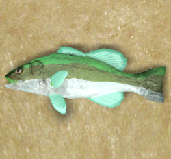 Reticulated Toothfish