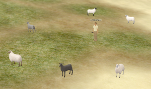 Sheep Colors.png