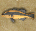Tigerfish.png