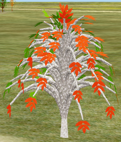 File:Tree-1-IllawaraSapling.png