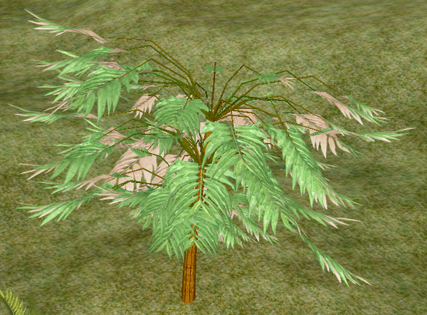 Tree-1-Mimosa.png