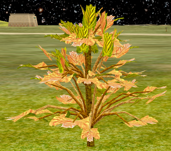 Tree-1-PeachNCreamMapleSapling.png