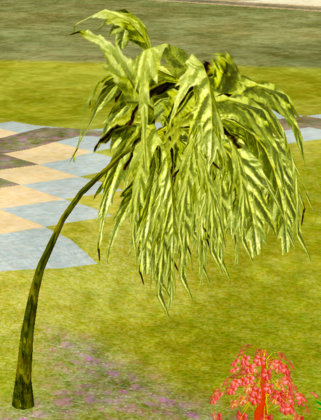 File:Tree-1-SilkyOak.png