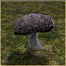 Brain Mushroom