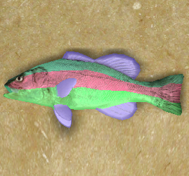 Chromis.png