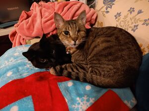 Chloe and Cap Jack.jpg