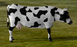 Cow