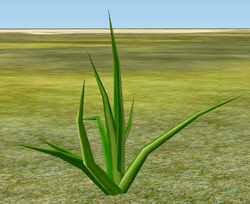 Herbs Aloe.png
