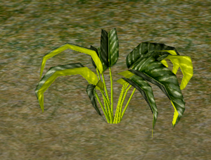 Herbs Ashoka.png