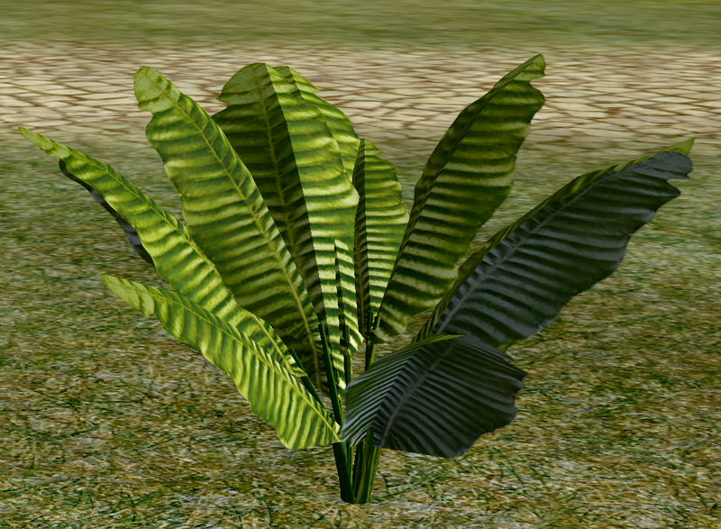 File:Herbs BeetleLeaf.png