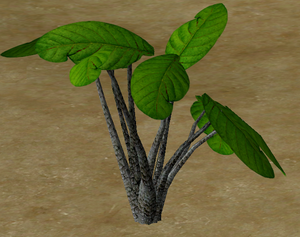 Herbs BlackPepperPlant.png