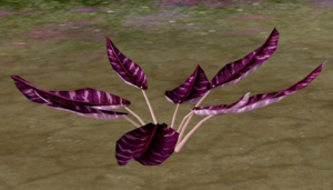 Herbs Bloodwort.png