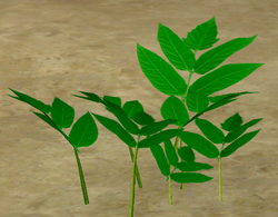 Herbs Cinquefoil.png