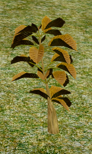 Herbs Crampbark.png