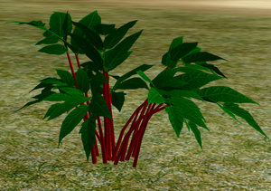 Herbs CrimsonNightshade.png