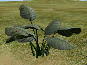 Herbs Dameshood.png