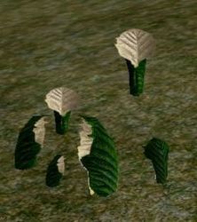 Herbs DeathsPiping.jpg