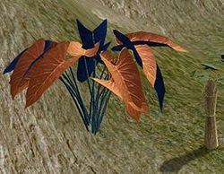 Herbs DrapeauDor.jpg