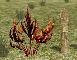 Flaming Skirret