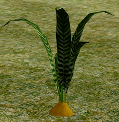 Herbs GingerRoot.png