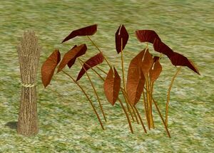 Herbs GingerTarragon.jpg