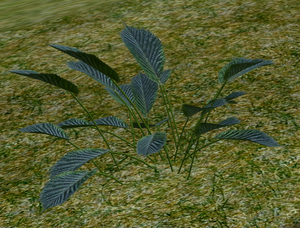 Herbs Hyssop.png