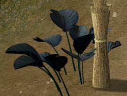 Herbs IndigoDamia.jpg