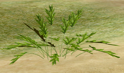 Herbs Larkspur.png