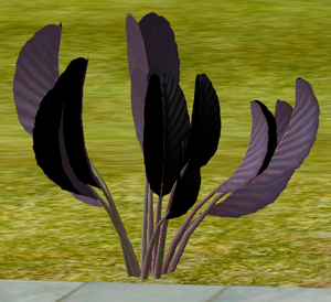 Herbs LavenderNavarre.png