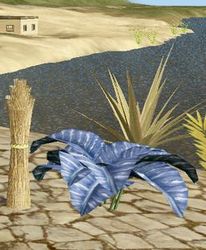 Herbs SagarGhota.jpg