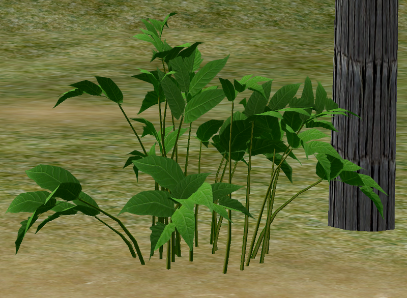 File:Herbs Shyamalata.png