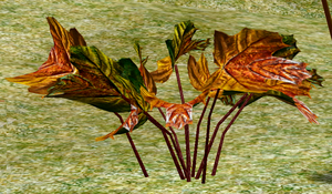 Herbs SweetGroundmaple.png