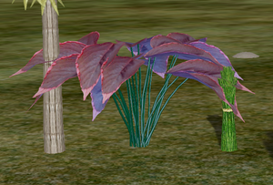 Herbs Sweetflower.png