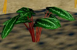 Herbs Turtle'sShell.jpg