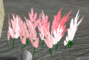 Hummingbird Coral Salvia.png