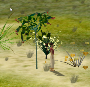 Kotukutuku Sapling.png