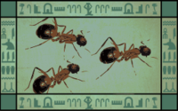 Myrmecology.png