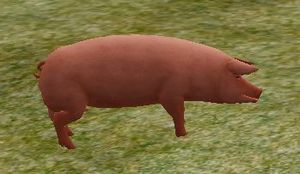 NaqadishBoar.jpg