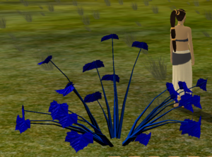 Nova Star Cluster.png