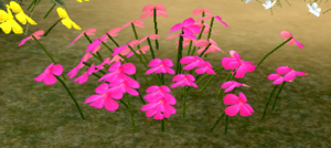 Pink Periwinkle.png