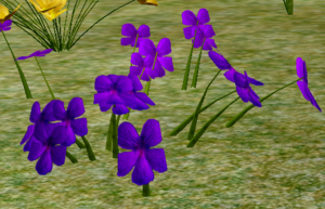 Purple Pansy.png