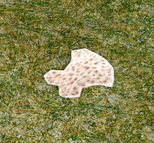 Rabbit Pelt.png