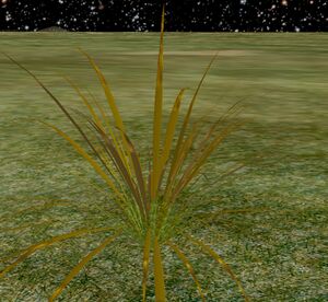 Tiger-Speargrass.jpg